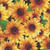 Wilmington Prints Fabrics Sunshine Whispers Bruce Park Packed Sunflowers Black Yellow green