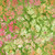 Lumin Fabrics Island Batik Posy Twist Batiks Condensed Leaves Green Apple