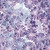 Lumin Fabrics Island Batik Secret Garden Batiks Large Daisies and Dots Pink Tea Rose, purple floral batik fabric with large daisy patterns and dotted accents, vibrant and colorful design.