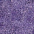 Lumin Fabrics Island Batik Sunflower Spice Batiks Tossed Vines Purple Foxglove, purple batik fabric with a pattern of scattered vines and foliage in darker shades.