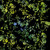 Timeless Treasures Fabrics Radiant Meadow Tonga Batiks Wing and a Prayer Lakehouse Radiant