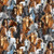 Timeless Treasures Fabrics Wild Mane Packed Wild Horses Natural, fabric pattern featuring a dense, detailed illustration of various wild horses in shades of brown, white, black, and gray with flowing manes.