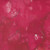 Moda Fabrics Eufloria Create Joy Project 108 Inch Wide Flow Red