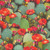 Timeless Treasures Fabrics Southwest Desert Prickly Pear Cactus