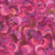 Quilting Treasures Fabrics Serendipity by Dan Morris Pointillist Swirls Texture Fuchsia