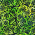 Robert Kaufman Fabrics Butterfly Habitat Artisan Batiks Butterflies Sprout