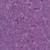 Timeless Treasures Paradise Tonga Batiks Scribble Orchid