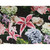 Hamilton Chelsea Noir Tiger Lily and Hydrangea Print