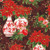 Robert Kaufman Fabrics Holiday Flourish Festive Finery Cranberry Floral Vases