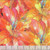 Hoffman Fabrics Yuletide Blooms by Marlies Red Blue Yellow Packed Poinsettia Rainbow Ombre