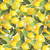 Timeless Treasures Fabrics Cream Yellow Lemons
