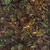 Timeless Treasures Fabrics Forest Floor Tonga Batiks Forest Pine Cone