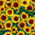 Timeless Treasures Fabrics Sunflower Symphony Sunflower Painted Sunflower