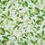 P Kaufmann Fabrics Leaflet Palm Botanical Leaf Vine Green Cream