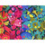 Andover Fabrics Redwood 108 Inch Wide Quilt Backing Alison Glass