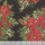 Timeless Treasures Fabrics Joyful Poinsettia Floral Bouquet Black, Christmas-themed fabric with red poinsettia flowers, holly berries, pinecones, and white berries on a black background with gold accents.