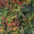 Timeless Treasures Fabrics Tonga Batiks Hayride Tossed Vines Hayride