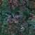 Timeless Treasures Fabrics Mayfair Tonga Batiks Wing and a Prayer Mayfair Green Pink Lily Vines