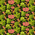 FreeSpirit Fabrics Vegetable Patch by Jane Sassaman Pumpkin Pink