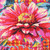 FreeSpirit Fabrics Festival by Odile Bailloeul Giant Zinnias Pink 108 inch Wide Quilt Back