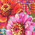 FreeSpirit Fabrics Festival by Odile Bailloeul Giant Zinnias Pink 108 inch Wide Quilt Back