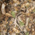 Benartex Fabrics Sykel RealTree Camo Camoflauge Deer in The Woods Polar Polar Fleece