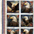 Quilting Treasures Fabrics 1776 by Dan Morris Red White Blue American Eagle Patchwork