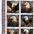 Quilting Treasures Fabrics 1776 by Dan Morris Red White Blue American Eagle Patchwork