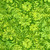 Timeless Treasures Fabrics Tonga Batiks Valley Blossom Sprout Spring Floral