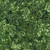 Timeless Treasures Fabrics Tonga Batiks Valley Blossom Jasper Harvest Floral, green floral batik fabric with watercolor effect and intricate leafy pattern. Timeless Treasures Fabrics Tonga Batiks Valley Blossom Jasper Harvest Floral, green floral batik fabric with watercolor effect and intricate leafy pattern.