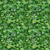 Quilting Treasures Dan Morris Earthly Delights 108 Inch Wide Quilt Backing Green Ferns