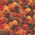 Quilting Treasures Fabrics Earthly Delights Dan Morris Orange Brow Fall Tree Scape, fall trees in shades of orange, yellow, and red with dark green foliage.