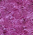 Timeless Treasures Fabrics Plumberry Tonga Batiks Plum Purple Lotus Leaves