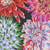 Kaffe Fassett Collective for FreeSpirit Fabrics February 2026 Cactus Dahlia Contrast