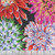Kaffe Fassett Collective for FreeSpirit Fabrics February 2026 Cactus Dahlia Contrast