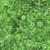 Quilting Treasures Fabrics Mystique Paisley Dan Morris Moss Green