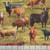 Timeless Treasures Fabrics Home On The Range Green Cattle Farm, fabric with a printed pattern of various cows and calves grazing on a green pasture.