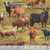 Timeless Treasures Fabrics Home On The Range Green Cattle Farm
