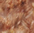 Hoffman Fabrics Wings over Wildflowers Rust Brown Impressionist Grasses