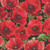 Timeless Treasures Fabrics Poppy Passion by Chong A Hwang Large Poppy Floral Black