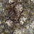 Timeless Treasures Fabrics Apple Basket Tonga Batiks Fairytale Ash