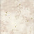Windham Fabrics Flora & Form Essoldo Design Quartz Cream Texture
