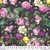 FreeSpirit Fabrics Palette Canvas by Tim Holtz Eclectic Elements Purple Flower Shop Canvas Purple