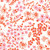 Studio E Fabrics Joann Fabrics Field Flowers Pink Rose Cream