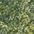 Hoffman Fabrics Bali Hand Dyed Batik Leafy Branches Ferns Fronds Herb Green, fabric with a pattern of various green leafy branches and ferns in a batik style.