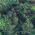 Hoffman Fabrics Bali Hand Dyed Batik Droplets Bonsai Green, batik fabric with green, purple, and pink droplets in a leafy pattern.