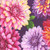 Henry Glass Fabrics Blissful Blooms Color Principle  Purple Dahlias