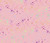 Free Spirit Fabrics True Colors Tula Pink Fairy Dust Blush
