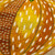 Hamilton Fabrics Rankin Spring Embroidered Exotic Fruits and Flowers, close-up view of colorful embroidery fabric with intricate fruit and floral designs in yellow, orange, and white.