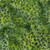 Lumin Fabrics Island Batik Radiant Wings Vine Coordinate Green Ivy